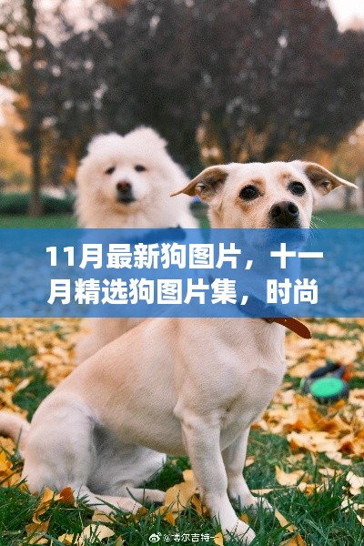 十一月精选时尚潮流狗图片集,知识与潮流的交汇点