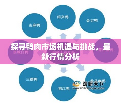 探寻鸭肉市场机遇与挑战,最新行情分析