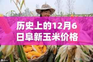 阜新玉米行情探秘,独家揭秘隐藏小巷中的宝藏店最新行情