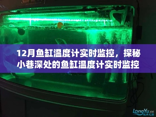探秘小巷深处的水族秘境，鱼缸温度计实时监控之旅