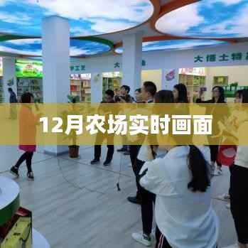 农场12月实时景象