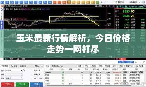 玉米最新行情解析，今日价格走势一网打尽