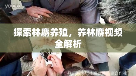 探索林麝养殖,养林麝视频全解析