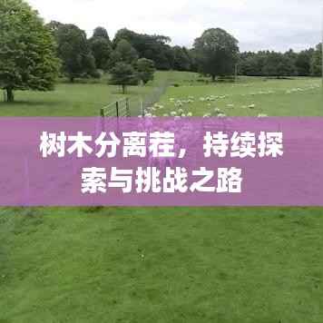 树木分离茬,持续探索与挑战之路