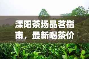 溧阳茶场品茗指南,最新喝茶价格表揭秘