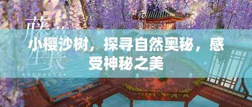 小樱沙树,探寻自然奥秘,感受神秘之美