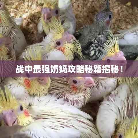 战中最强奶妈攻略秘籍揭秘!