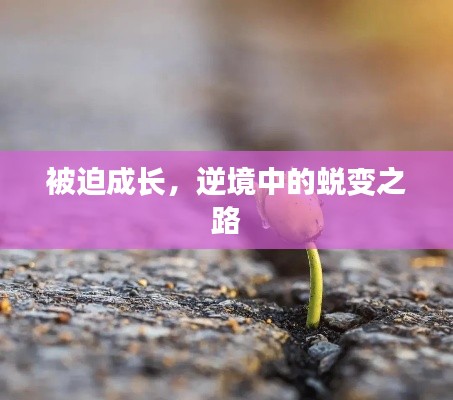被迫成长,逆境中的蜕变之路